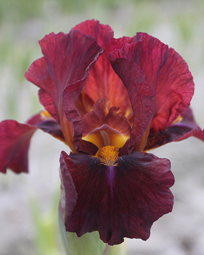 IRIS GERMANICA RED ZINGER 25 kusov